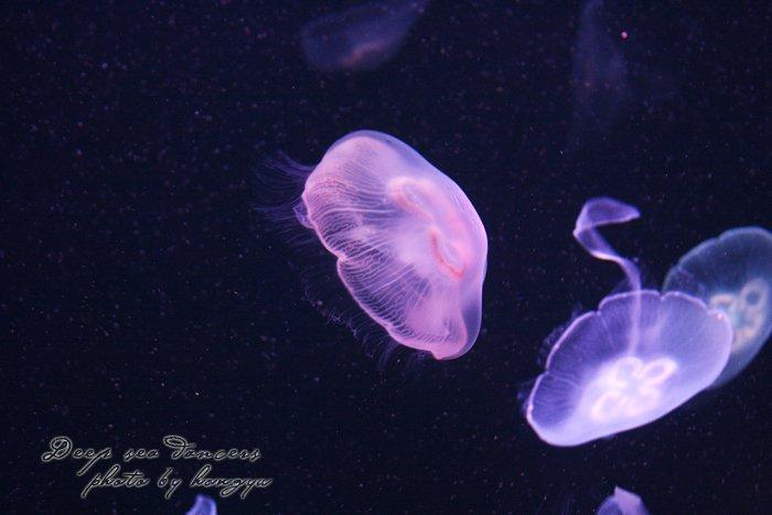 深海谜渊